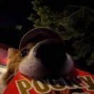 一叶知秋的头像